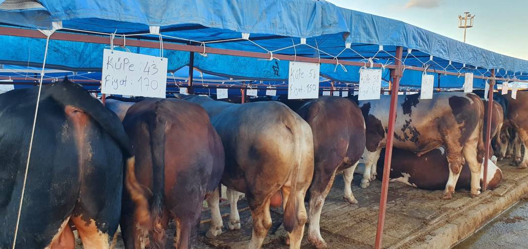 Sincan Yeniçimşit Kurban Pazarı’nda kurbanlık fiyatları 12